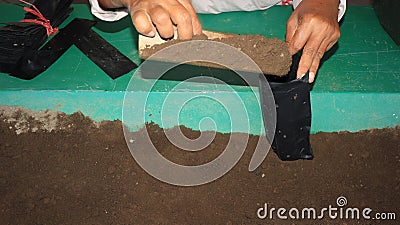 planting mangrove tree seeds in polybags Stock Photo