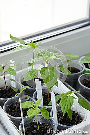 Planting material of chili pepper saplings Stock Photo