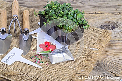 Planting microgreens. Pack with radish seeds. Garden tools for planting plants Stock Photo