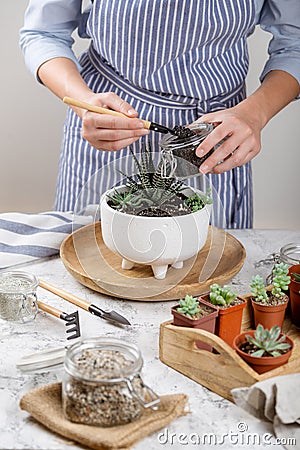 Planting mini garden of succulents Stock Photo