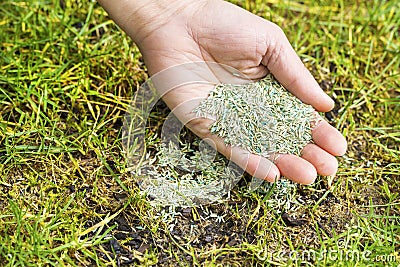 Planting new grass seed to bare spot on yard Stock Photo