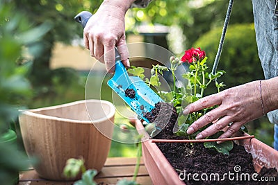 Planting pelargonium flowers into window box in garden. Stock Photo
