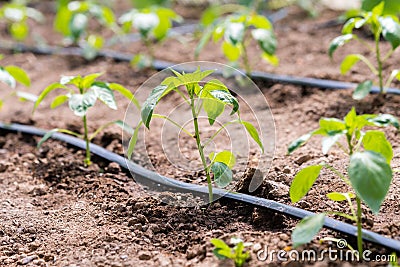 Planting pepper in greenhouse. Stock Photo