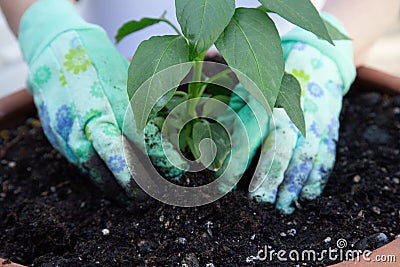 Planting pepper seedling Stock Photo