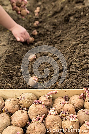Planting potato with sprouts in the garden Stock Photo