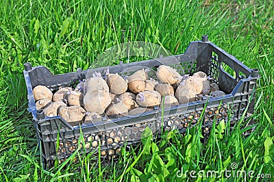 Planting potatoes. Stock Photo