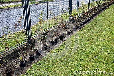 Planting potted plants in a row along the fence. hornbeam seedlings on the edge of the lawn will form a hedge. the gardener lands Stock Photo