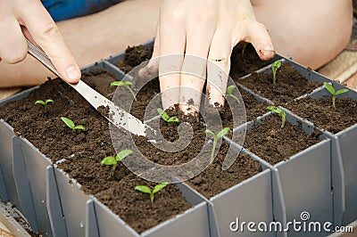 Planting process of tomato sprouts Stock Photo