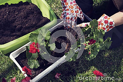 Planting red pelargonium in spring Stock Photo