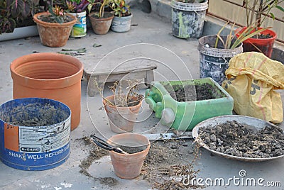 Planting, repotting and gardening Stock Photo