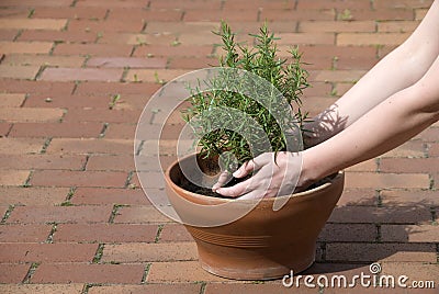 Planting rosemary Stock Photo