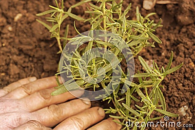 Planting rosemary herb plant in a garden. Stock Photo