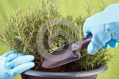 Planting rosemary Stock Photo