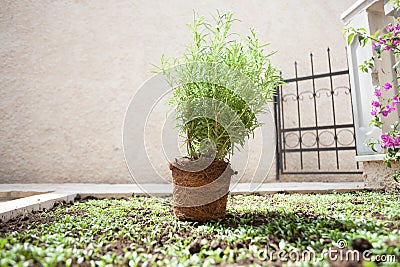 planting rosemary plant outdoors Stock Photo