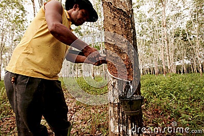 Planting rubber trees for latex production Editorial Stock Photo