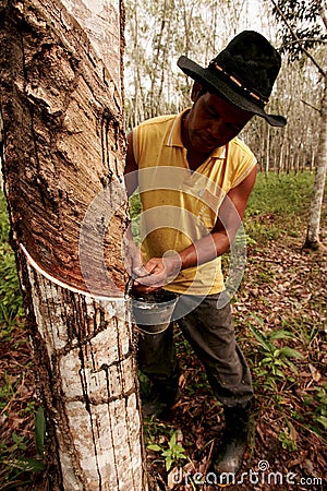 Planting rubber trees for latex production Editorial Stock Photo