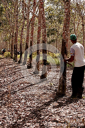 Planting rubber trees for latex production Editorial Stock Photo