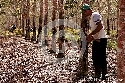 Planting rubber trees for latex production Editorial Stock Photo