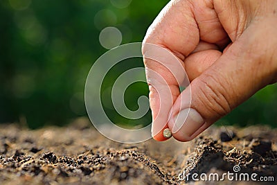 Planting seed Stock Photo