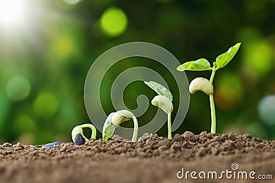 planting seed grow step concept in garden and sunlight. agriculture idea Stock Photo