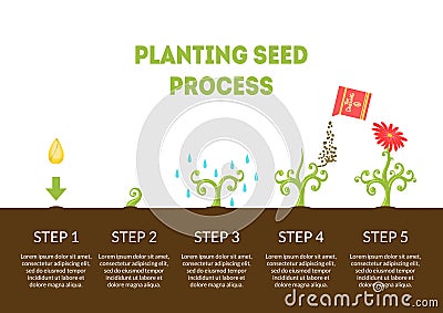 Planting Seed Process Banner, Stages of Growth of Flower from Seed, Timeline Infographic of Planting Garden Flower Vector Illustration