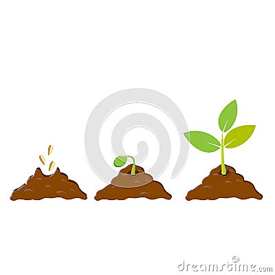 Planting seed sprout in ground. Infographic sequence grow sapling. Seedling gardening tree. Icon, flat isolated on white backgroun Vector Illustration