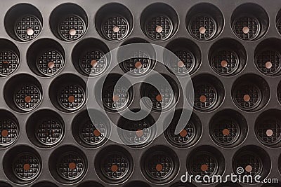 Planting Seed Starting Trays Stock Photo