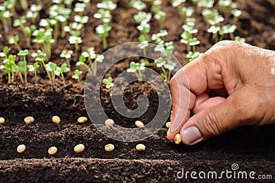 Planting seeds Stock Photo