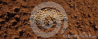 Planting soybean seeds in the soil. Sowing legume seeds in the garden. Sowing and agriculture. Generative AI Stock Photo