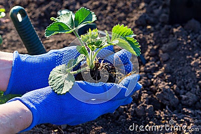 Planting strawberries in the garden Stock Photo