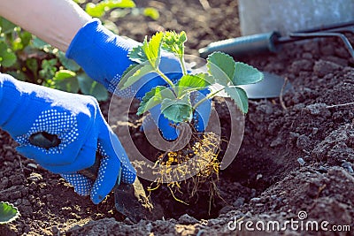 Planting strawberries in the garden Stock Photo