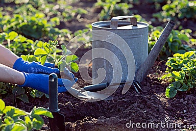 Planting strawberries in the garden Stock Photo