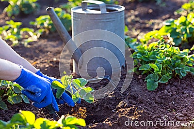 Planting strawberries in the garden Stock Photo