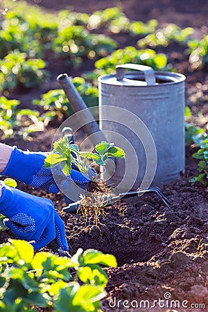 Planting strawberries in the garden Stock Photo