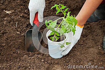 Planting tomato seedling in ground Stock Photo