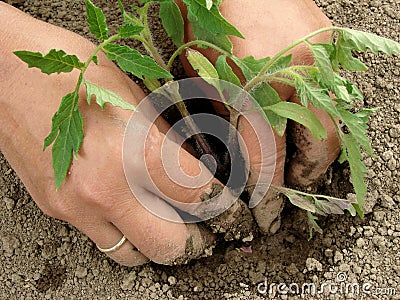 Planting tomato seedlings Stock Photo