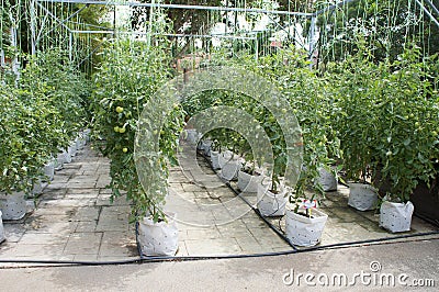 Planting tomatoes using modern methods. It was planted in pots. Irradiated using the self dripping method. Editorial Stock Photo