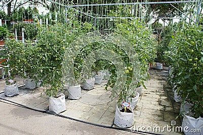 Planting tomatoes using modern methods. It was planted in pots. Irradiated using the self dripping method. Editorial Stock Photo