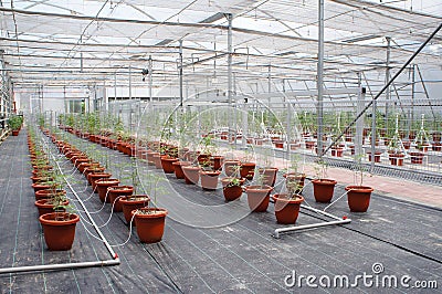 Planting tomatoes using modern methods. It was planted in pots. Irradiated using the self dripping method. Editorial Stock Photo