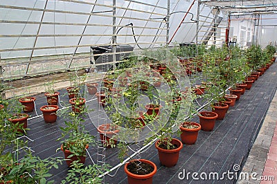 Planting tomatoes using modern methods. It was planted in pots. Irradiated using the self dripping method. Editorial Stock Photo