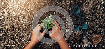 planting tree in garden. concept save world green earth Stock Photo