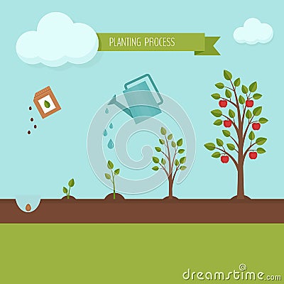 Planting tree process infographic. Apple tree growth stages. Ste Vector Illustration