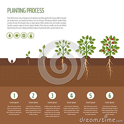 Planting tree process infographic. Tree growth. Bush vegetables Vector Illustration