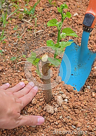 Plant or Planting a tree to protect the environment & counter climate impacts for brighter & better future Stock Photo