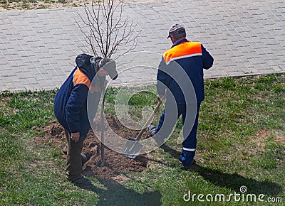 Planting a tree. Two people plant a tree while working in the garden Editorial Stock Photo