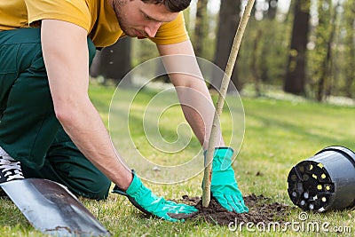 Planting a tree Stock Photo