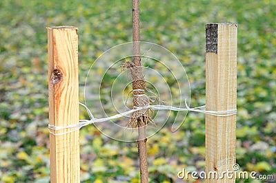 Planting a Trees Correctly with Two Stakes Stock Photo