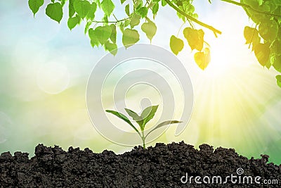 Planting trees in the ground the environment and ecology. Stock Photo