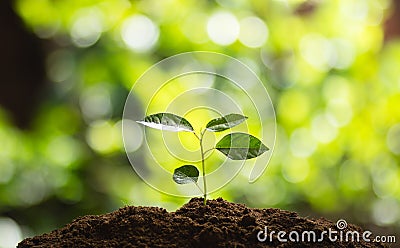 Planting trees Tree growth Seeding Fourth step seed is a tree. Stock Photo