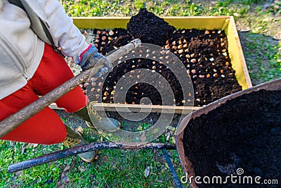 Planting tulip bulbs in a raised flower bed during a beautiful sunny autumn afternoon. Stock Photo